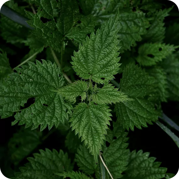 Lort’Innov - Ortie